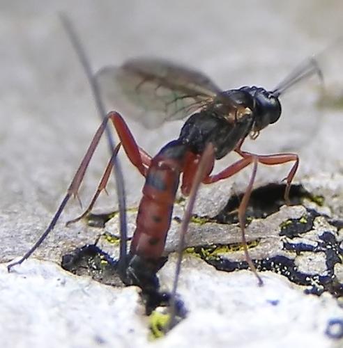 Lissonota semirufa